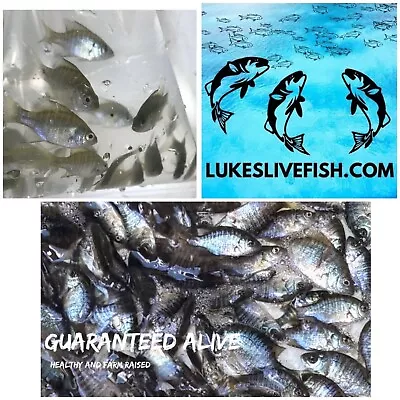 85+ Live Bluegill FishBreamSun Fish (SMALL) GUARANTEE ALIVE (FREE - Shipping) • $69.99