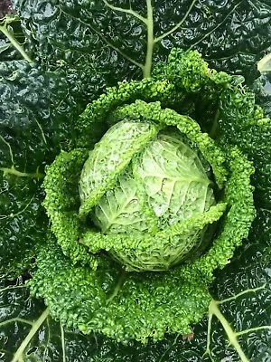 Savoy Cabbage Plug Plants  Grow Your Own  Vegetables 'Ready To Plant Now' • £7.49