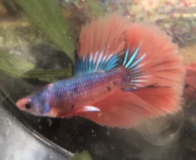 Male Betta A+ Rainbow Star Galaxy Koi Red Orange Purple Blue Nemo HM • $24.99