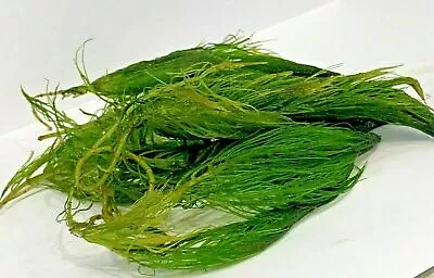 £2.99 • Buy Hornwort Ceratophyllum Demersum Aquatic Pond Oxygenating Plant MON-THURS POST