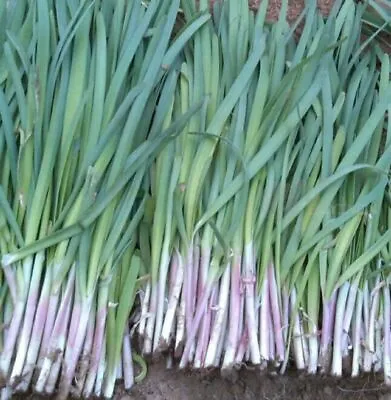 Garlic Chives Seeds Authentic Chinese Strong Fragrant Purple Root Herb 紫根韭菜种子 • $2.65