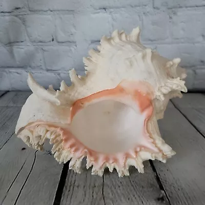 Large Natural Conch Sea Shell Murex Ramosus 8  X 6  Pink Hues Spikes Beautiful • $24.99