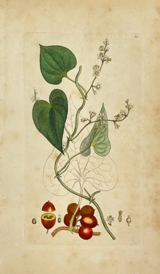 £49.05 • Buy Antique Flower Print - Botanical Art Print - Tamus - James Sowerby