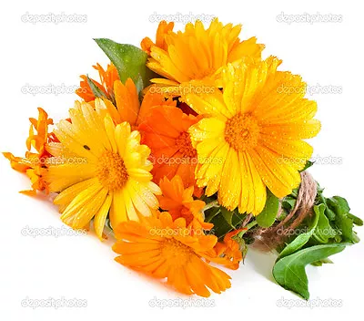 100+ Seeds ORGANIC CALENDULA Officinalis Edible Flowers Medicinal  Pot Marigold  • $2.50