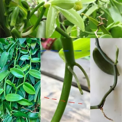 Rooted Live Cutting Rare Vanilla Planifolia New Vanila Bean Orchide Specie Plant • $14.99