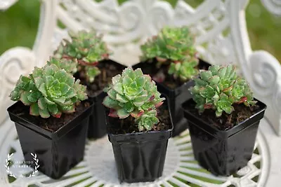 £4.99 • Buy LIVE PLANTS - Aeonium Cornish Pixie Succulent - UK Grown - Drought Resistant