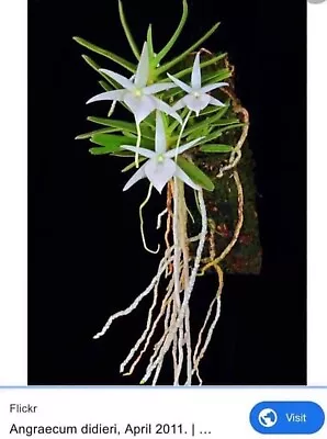 Angraecum Dideri Miniature Orchid Species Fragrant Mini Orchid • $36.50