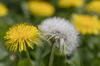 Dandelion Taraxacum - 300 Seeds 2023 - USA • £2.40