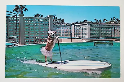 1960s Marineland FL St Augustine Fifi Dog Surfing Travel Vtg Postcard Florida • £8.20