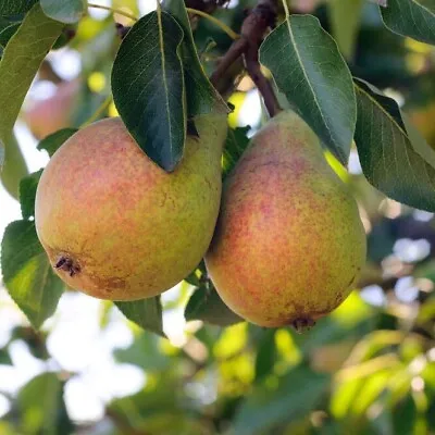 Clapp's Favourite Pear Tree 4-5ft Tall Juicy Dessert Pear With Sweet Flavour • £24.99
