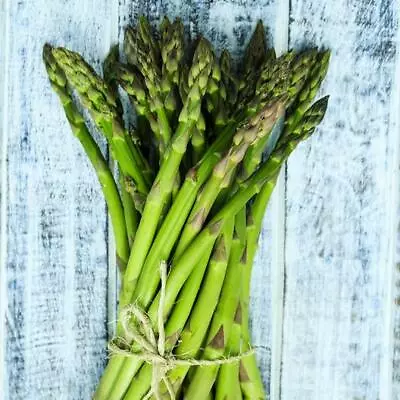 Asparagus UC 157 F2 Perennial HEIRLOOM Heavy Yields Most Popular In USA 30 Seeds • $3.98