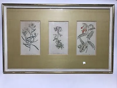 £90 • Buy Antique Hand Coloured Botanical Engraving 18th Century Floral Engraving 1792-95