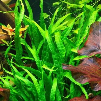 BUY 2 GET 1 FREE Java Fern 'Narrow Leaf' (Microsorum Pteropus  Narrow ) • $11.99