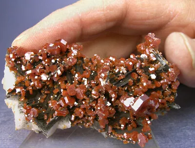 Lustrous Candy Red Vanadinite Crystals On Black Barite Morocco Globe Minerals • $48