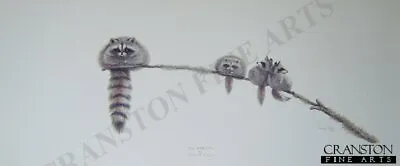 £19 • Buy Wild Life Art Print Racoons Animal Artist Warwick Higgs The Bandits 