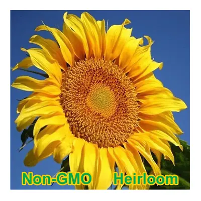 Mammoth Grey-Stripe Sunflower Seeds BULK | Non-GMO | Heirloom Garden Seeds • $39.98