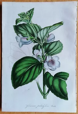 £19.82 • Buy Van Houtte Flore De Serres Original Print Gloxinia Pallidiflora - 1846