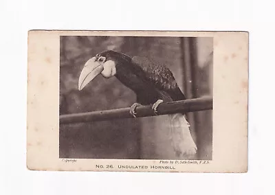 Postcard Undulated Hornbill • £2.99