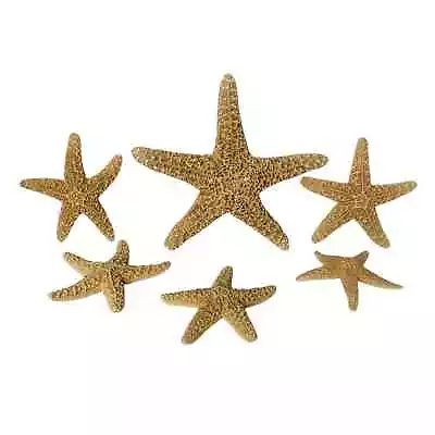 Lot Of 6 Assorted Sugar Starfish Sea Stars Natural Dried Spiny Orange Decor • $20