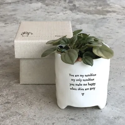 East Of India Planter With Gift Box 'You Are My Sunshine My Only Sunshine..... • £13.99