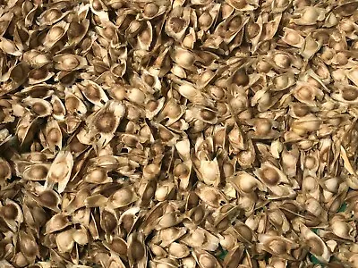 $6.95 • Buy 25 Moringa Oleifera Organic Seeds For Planting. Free Shipping.