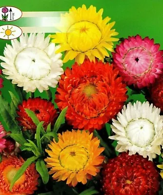 Paper Daisy - Giant Flowered Mixed - Helipterum Roseum - 400 Best Flower Seeds • £1.99