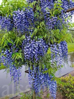 £27.99 • Buy 2L Deep Pot -  Established Vine. Wisteria 'Blue Moon’ Very Hardy Climbing Plant