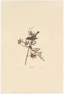 $100 • Buy Audubon Amsterdam Ed Double Elephant Folio Lithograph Pl 120 Peewee Flycatcher