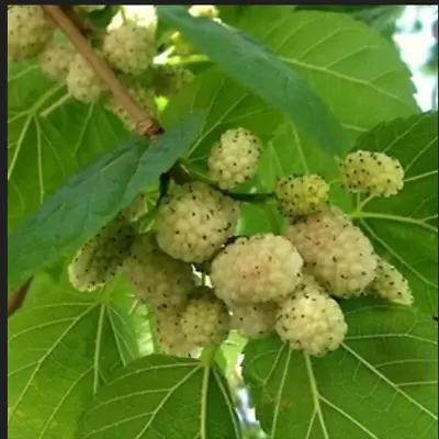 Mulberry White  - 50 Seeds • $6.99