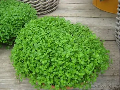£1.55 • Buy Herb - Mentha Requienii - Corsican Mint - Mint Mini - 10 Pelleted Seed