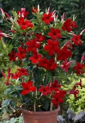 Red Mandevilla Sanderi Flower Seeds F1 Heirloom Climbing Beautiful Red Flowers • $3.79