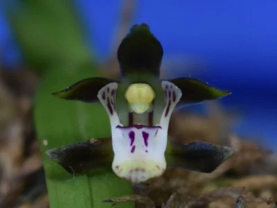 $40 • Buy THG Orchid SARCOCHILUS Spathulatus Australian Species Established On A Twig