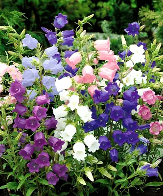 Canterbury Bells Campanula Medium Single Mixed 1600  Seeds +FREE  PLANT LABEL • £0.99