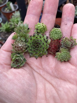 Sempervivum Mix • £9.50