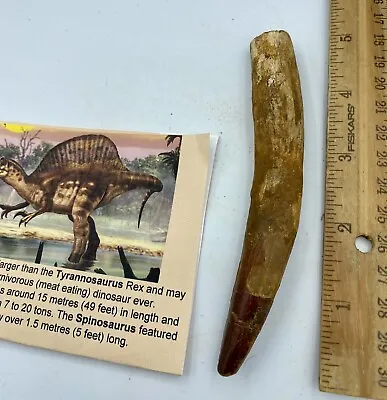 Huge Spinosaurus 5” Tooth Dinosaur Fossil Before T Rex Cretaceous AC11 • £233.52