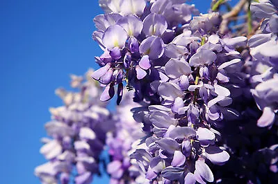 £11.99 • Buy Wisteria Sinensis / Chinese Wisteria In 9cm Pot, Fragrant Flowers