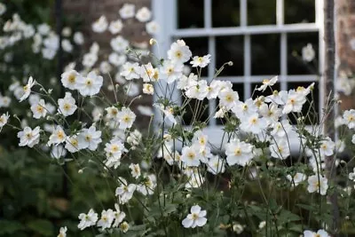 Japanese Anemone Elite Pure White.. 20 Seeds • £2.75