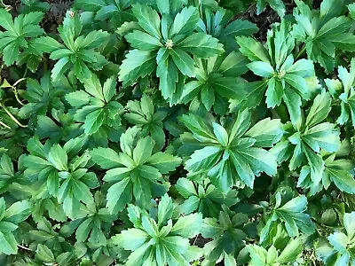 Pachysandra Terminalis  Japanese Spurge  - Evergreen Groundcover Live Plant • $9.95