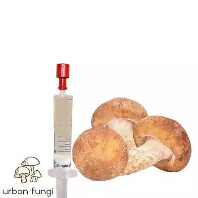 Shiitake Liquid Culture Lentinula Edodes Grow With Instructions • $11.83