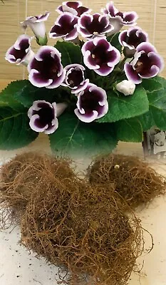 3 Gloxinia (sinningia) Kaiser Wilhelm Purple/white Bulbs/corms Indoor Plant • £212.50