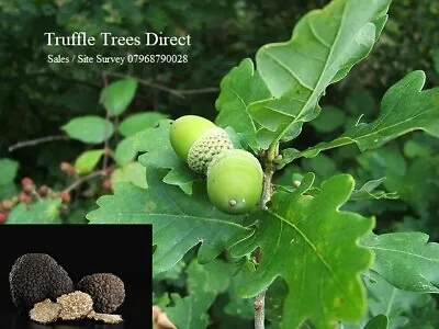 £30 • Buy Beech Oak Hazel Tree Saplings Inoculated Certified Hosting Truffle Mycorrhiza