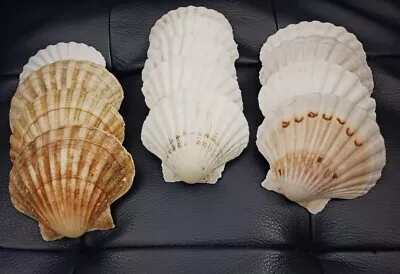 Natural Baking Shells 4 Inch King Scallop Set Bake And Serve Right In The Shell • $20