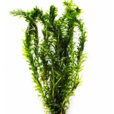 Elodea Densa Live Oxygenating Plant Bunch For Fish Tanks Aquariums Plants Cold • £3.95