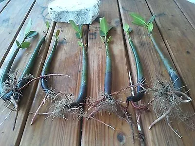 10 Mangroves Live Plants Aquarium Red Mangrove Saltwater Freshwater Seeds Tank • $39.99