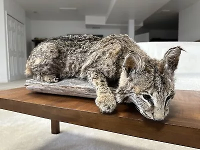 Bobcat Taxidermy  Wall Mount Custom Wildlife Fur Hunting Decor Full Body • $995