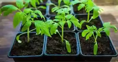 Live Plants - Vegetable - Fruit - Herb  Plants - 30-45 Days Old 3  To 6  Tall • $3