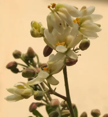 10 Flowering DRUMSTICK TREE Moringa Oleifera Seeds (Miracle Tree / Ben Oil Tree) • $3