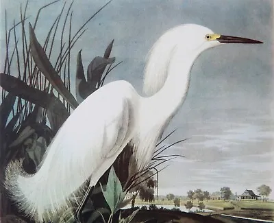 Audubon SNOWY EGRET Birds Of America 1942 Illustration Plate 242 Vintage Print • $13.45