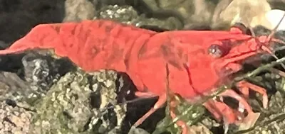 10+ 5 Red Cherry Shrimp (Fire Red) Grade Neocaridina Dwarf Shrimp.#GUPPYBEAST# • $30