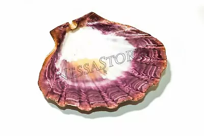 $7.99 • Buy Natural Lion Paw Scallop Nautical Dish Beach Craft Sea Shell 5 - 6  (1 Pc)#JC-25